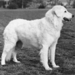 Kuvasz