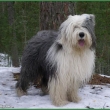 Bobtail