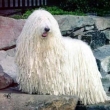 Komondor