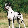 Nmeck doga