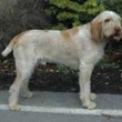 Italsk� spinone