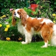 king charles panl