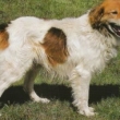 �esk� horsk� pes