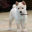 Shiba inu