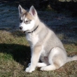 Sibi�sk� husky