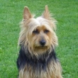Australsk terir