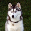 husky