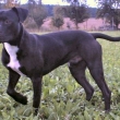 Americk� pitbull teri�r