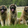 Leonberger