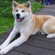 Akita inu