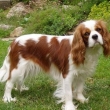 kaval�r king charles �pan�l