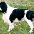 Anglick pringrpanl