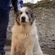 Pyrenejsk� horsk� pes